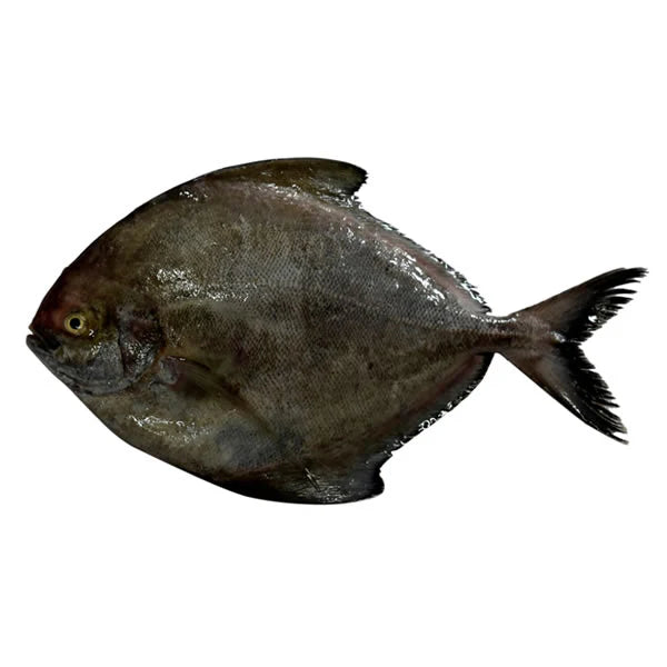 Black Pomfret (big)