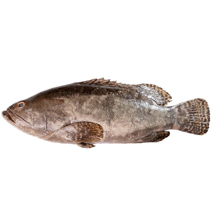Brown Grouper