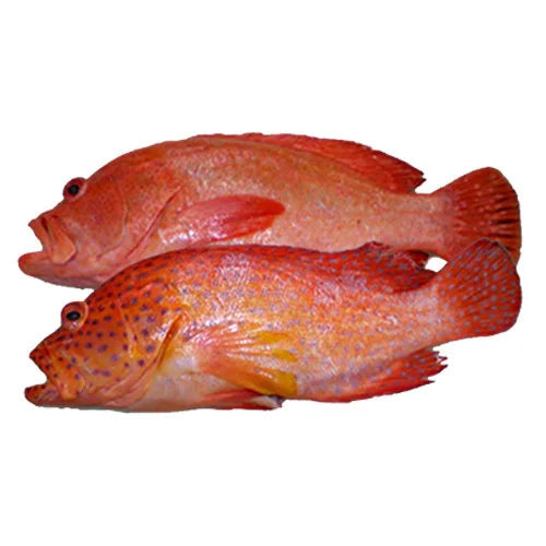 Butterfish (Red Grouper)