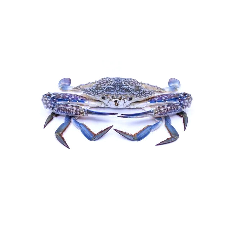 Crab Blue