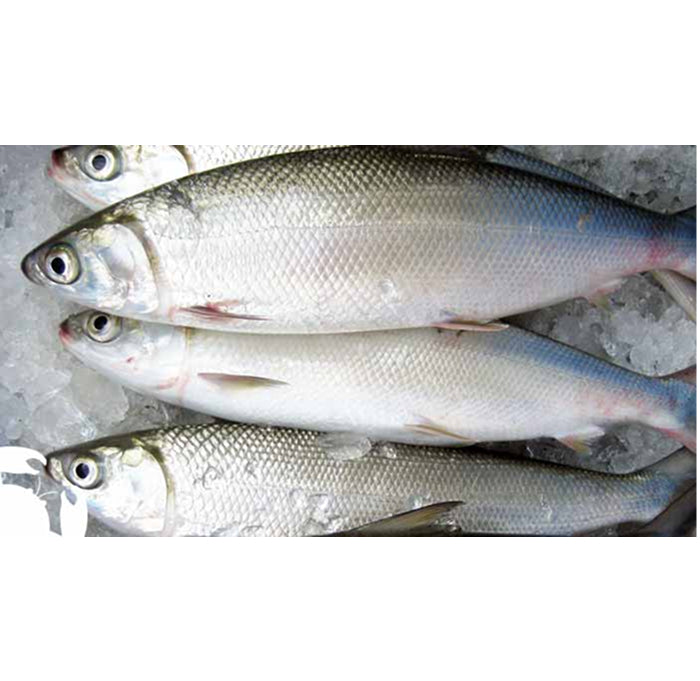 Milk Fish