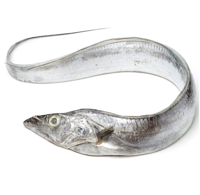 Ribbon Fish