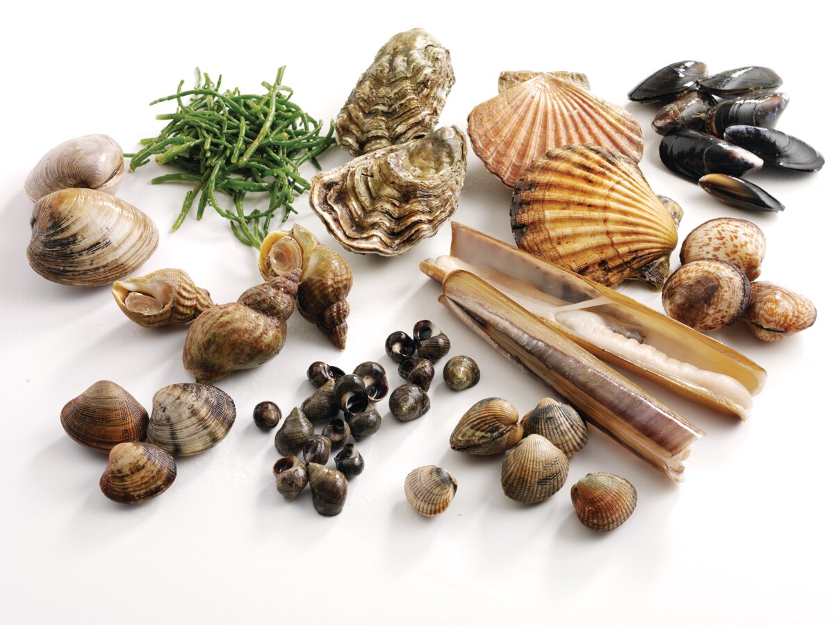 Mollusc