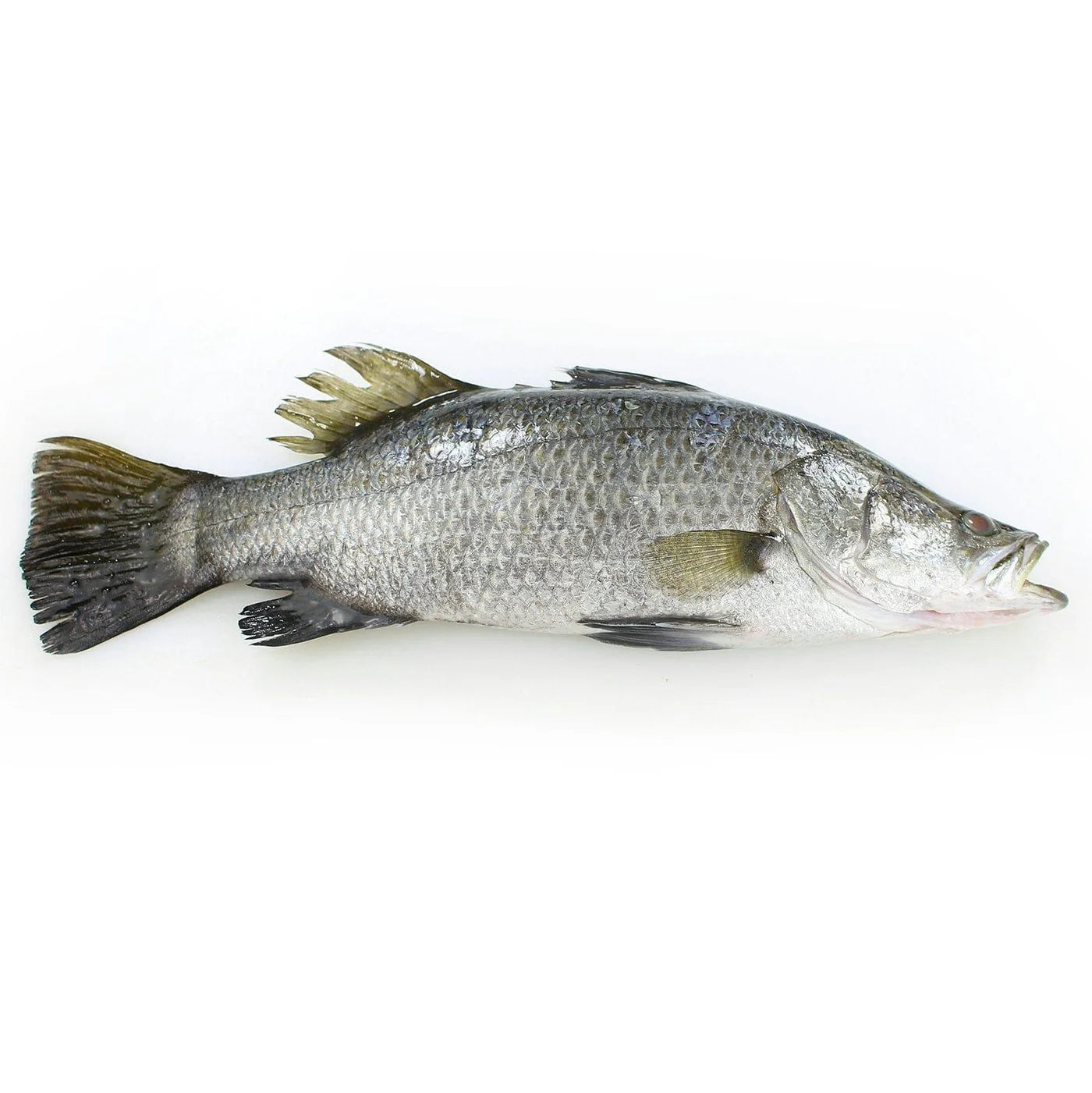 Barramundi