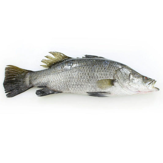 Barramundi