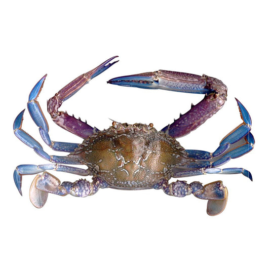 Blue Swimming Crab