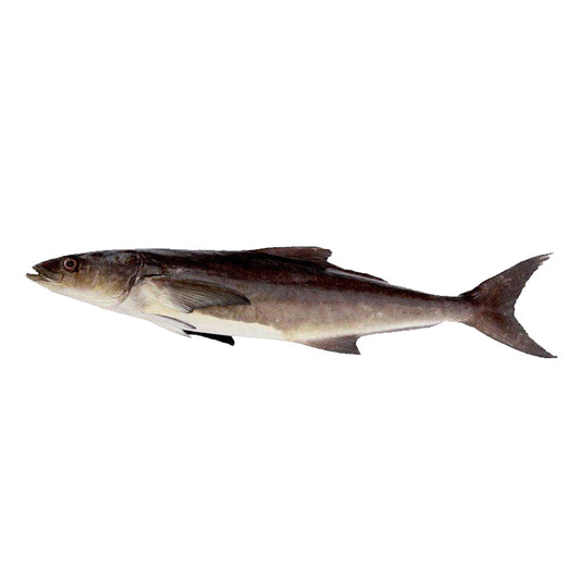 Cobia (big size)