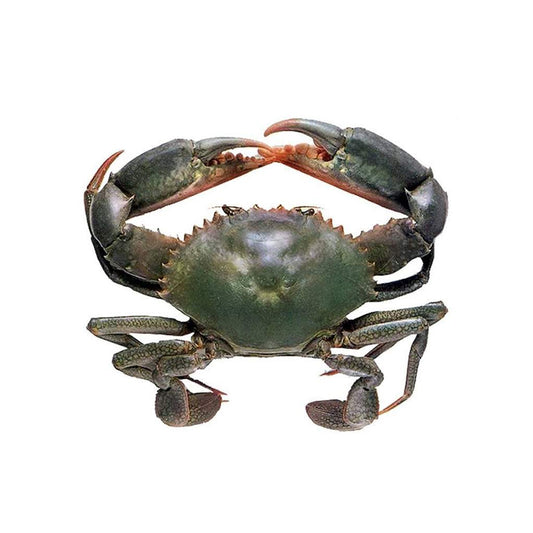 Crab Female