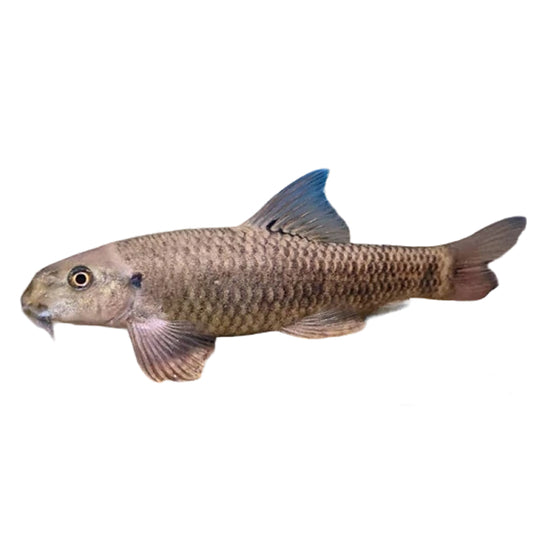 Doctor Fish