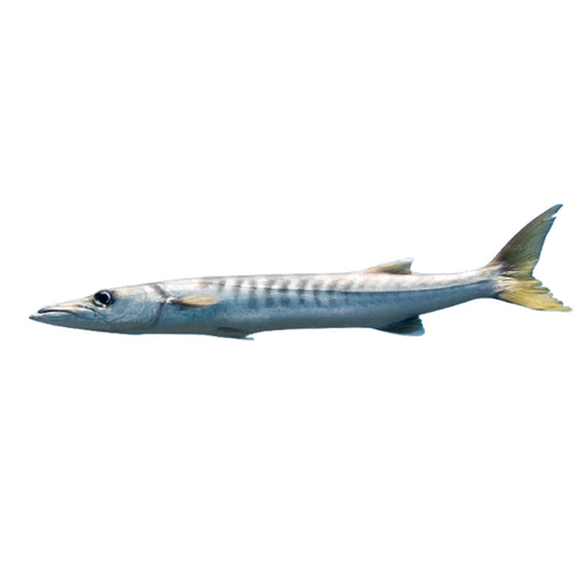 Giant Sea Pike