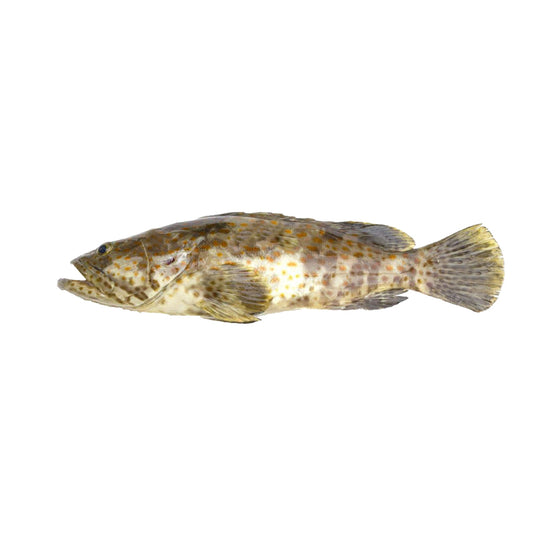 Grouper