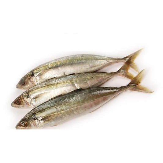 Indian Mackerel