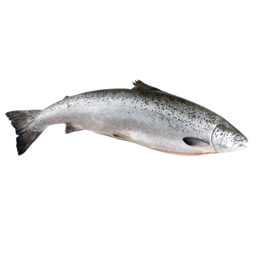 Indian Salmon