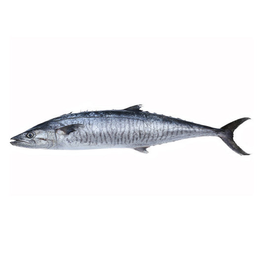 Kingfish (large)
