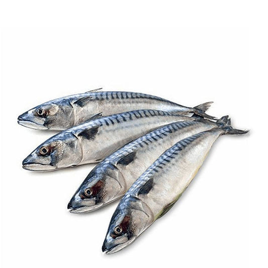 Kingfish (small)