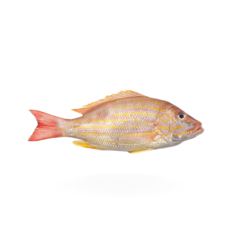 Lane Snapper