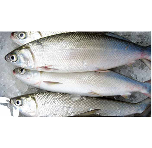 Milk Fish