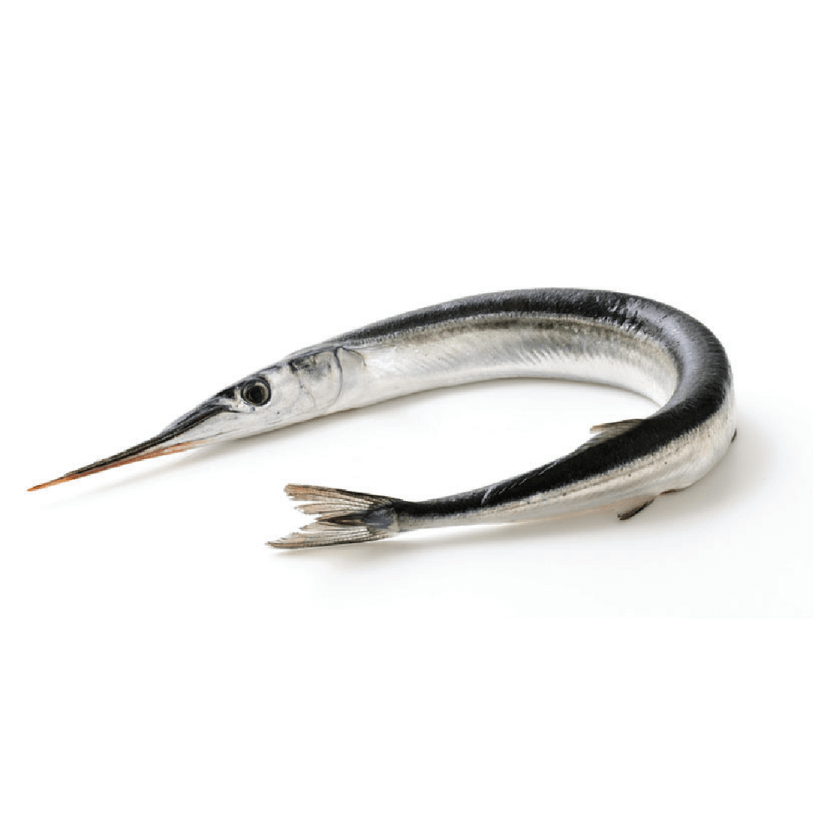 Needle Fish