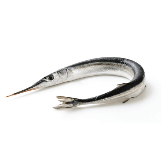 Needle Fish