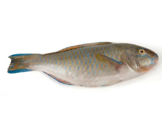 Parrot Blue Fish