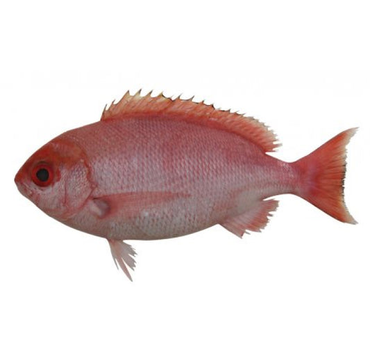 Pinjalo (small)