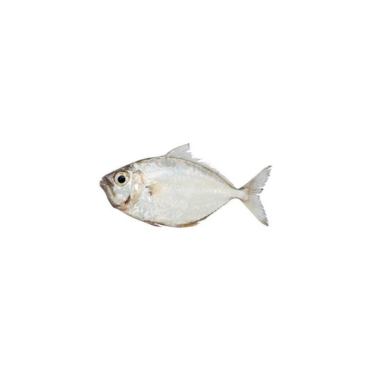 Pony Fish