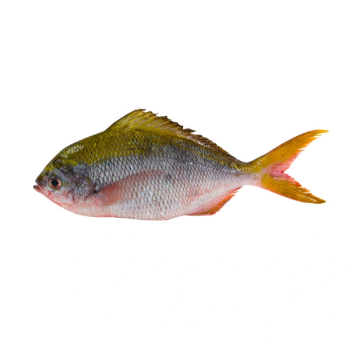 Rainbow Snapper