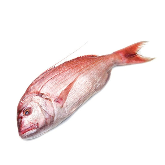Red Snapper (large)