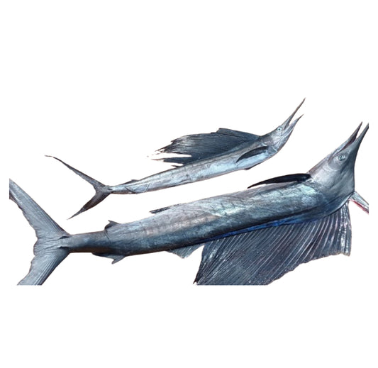 Sail Fish