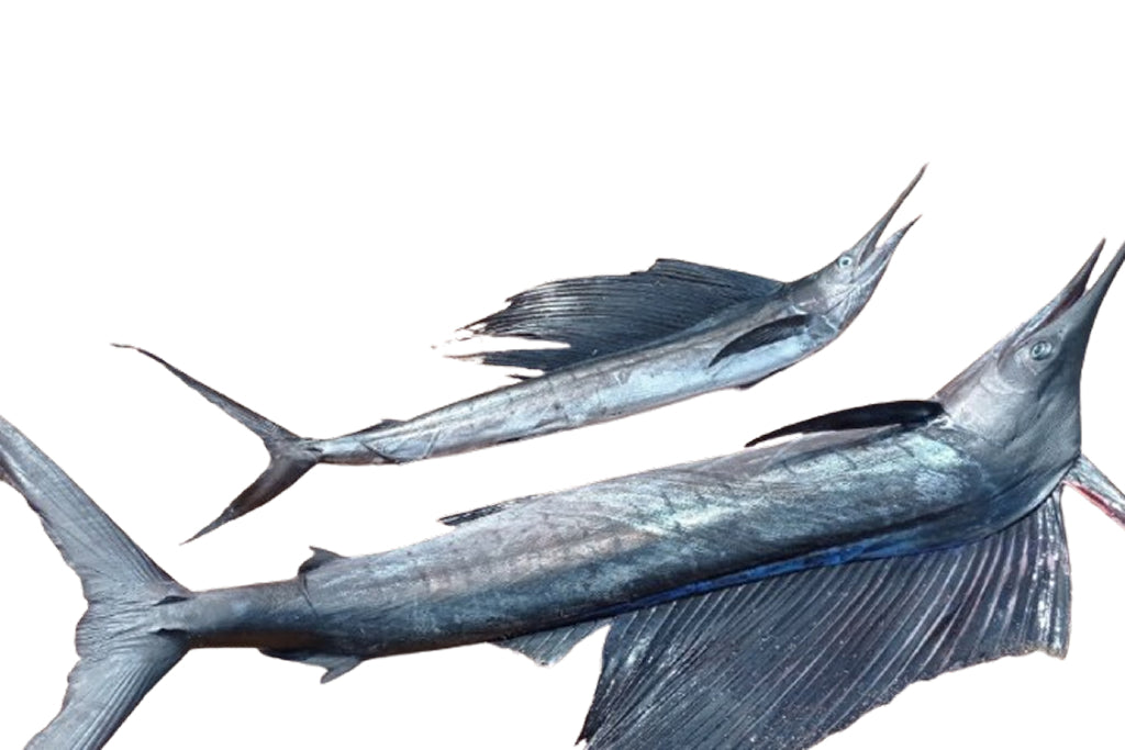 Sail Fish